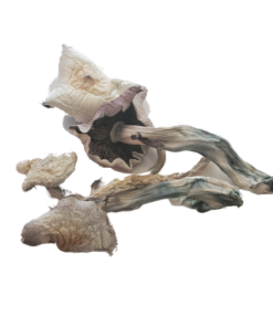 Albino Treasure Coast