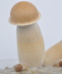 MUSHROOM