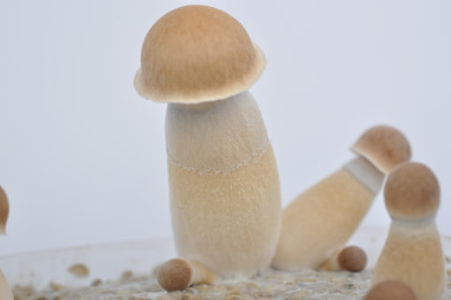 Penis Envy