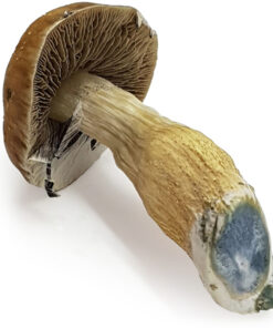 Cuban Cubensis