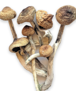 Golden Teacher Magic Mushroom